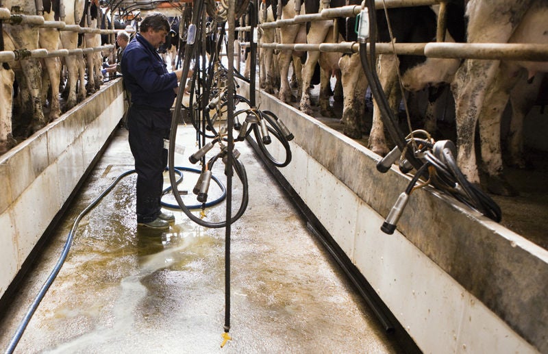 Un homme nettoyant un stylo de vache